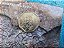 PERU - 1 NOVO SOL - 2015 - PETROGLIFOS DE PUSHARO - BLISTER ORIGINAL - Imagem 3