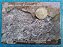 PERU - 1 NOVO SOL - 2015 - PETROGLIFOS DE PUSHARO - BLISTER ORIGINAL - Imagem 4