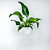 Suporte de Plantas com vaso Humaitá - Imagem 11