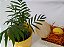 BUCHA VEGETAL REDONDA  ECOS BANHO (01 unidade) - Imagem 4