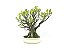 Bonsai Fícus Microcarpa 12 Anos Masterpiece - Imagem 2