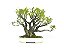 Bonsai Fícus Microcarpa 12 Anos Masterpiece - Imagem 3