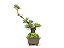 Bonsai Pinheiro Negro 9 Anos Masterpiece - Imagem 2