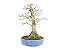 Bonsai Acer Tridente Sobre Rocha 57cm Masterpiece - Imagem 2