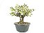 Pré Bonsai Elaeagnus pungens 40cm altura - Imagem 3