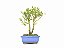 Bonsai Buxus Harlandii Altura 17cm - Imagem 3