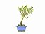 Bonsai Buxus Harlandii Altura 17cm - Imagem 4