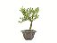 Bonsai Buxus Harlandii Altura 16cm - Imagem 2