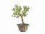 Bonsai Buxus Harlandii Altura 16cm - Imagem 3
