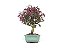 Bonsai Loropetalum Rubrum 24cm - Imagem 4