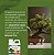 Fertilizante Bonsai-Pro DynaGro 237ml - Imagem 3