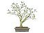 Bonsai Jabuticaba Sabará 18 Anos Masterpiece - Imagem 1