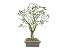 Bonsai Jabuticaba Sabará 18 Anos Masterpiece - Imagem 2