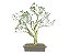 Bonsai Jabuticaba Sabará 18 Anos Masterpiece - Imagem 3