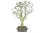 Bonsai Jabuticaba Sabará 18 Anos Masterpiece - Imagem 4