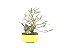 Bonsai Fícus Nerifólia 6 Anos - Imagem 1