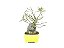 Bonsai Fícus Nerifólia 6 Anos - Imagem 4