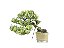 Bonsai Procumbens 8 Anos - Masterpiece - Imagem 1