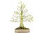 Bonsai Taxodium distichum 13 Anos Masterpiece - Imagem 1