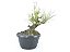 Pré Bonsai Pinheiro Negro 9 Anos - Imagem 3
