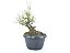 Pré Bonsai Pinheiro Negro 9 Anos - Imagem 5