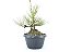 Pré Bonsai Pinheiro Negro 8 Anos - Imagem 3