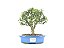 Bonsai Mini Goiaba 4 Anos - Imagem 1