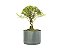 Pré Bonsai Buxus Harlandii 6 Anos - Imagem 4