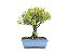 Bonsai Buxus Harlandii  7 Anos - Imagem 1