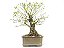 Bonsai Fícus Organensis 18 Anos Masterpiece - Imagem 2