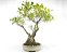 Bonsai Fícus Microcarpa 13 Anos - Imagem 2