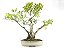 Bonsai Fícus Microcarpa 13 Anos - Imagem 1