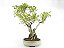Bonsai Fícus Microcarpa 13 Anos - Imagem 4