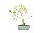 Bonsai Fícus Organensis 6 Anos - Imagem 1