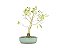 Bonsai Fícus Organensis 6 Anos - Imagem 3