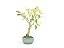 Bonsai Fícus Organensis 6 Anos - Imagem 4