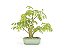 Bonsai Pitheco 7 anos - Imagem 1