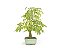 Bonsai Pitheco 7 anos - Imagem 2