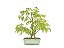 Bonsai Pitheco 7 anos - Imagem 3