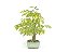 Bonsai Pitheco 7 anos - Imagem 4