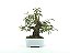 Bonsai Calliandra Rosa 6 Anos Masterpiece - Imagem 1