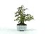 Bonsai Calliandra Rosa 6 Anos Masterpiece - Imagem 2