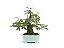 Bonsai Calliandra Rosa 6 Anos Masterpiece - Imagem 3