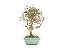 Bonsai Loropetalum RUBRUM 8 Anos - Imagem 2