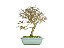 Bonsai Loropetalum RUBRUM 8 Anos - Imagem 3