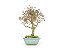 Bonsai Loropetalum RUBRUM 8 Anos - Imagem 4