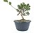Pré Bonsai Shimpaku Kishu 7 Anos - Imagem 1