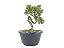 Pré Bonsai Shimpaku Kishu 7 Anos - Imagem 2