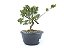 Pré Bonsai Shimpaku Kishu 7 Anos - Imagem 3