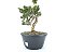 Pré Bonsai Shimpaku Kishu 7 Anos - Imagem 4
